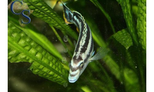 Melanochromis kaskazini